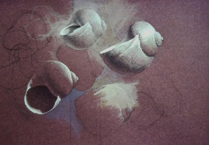 Wim Blom-Shells study