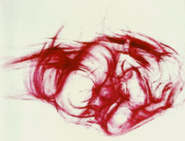 Wim Blom-Untitled 1968