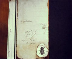 Wim Blom-collage beetle