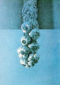 237-Wim Blom Blue Garlic