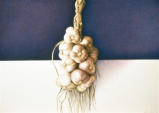 Wim Blom - 233-Garlic 2001 egg tempera
