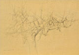 Wim Blom - A dry fig tree.2010