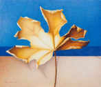 Wim Blom - Dry leaf 2009-’10 -10”x13”