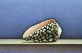 Wim Blom - Shell - Egg tempera