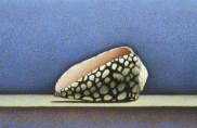Wim Blom - Shell - Egg tempera